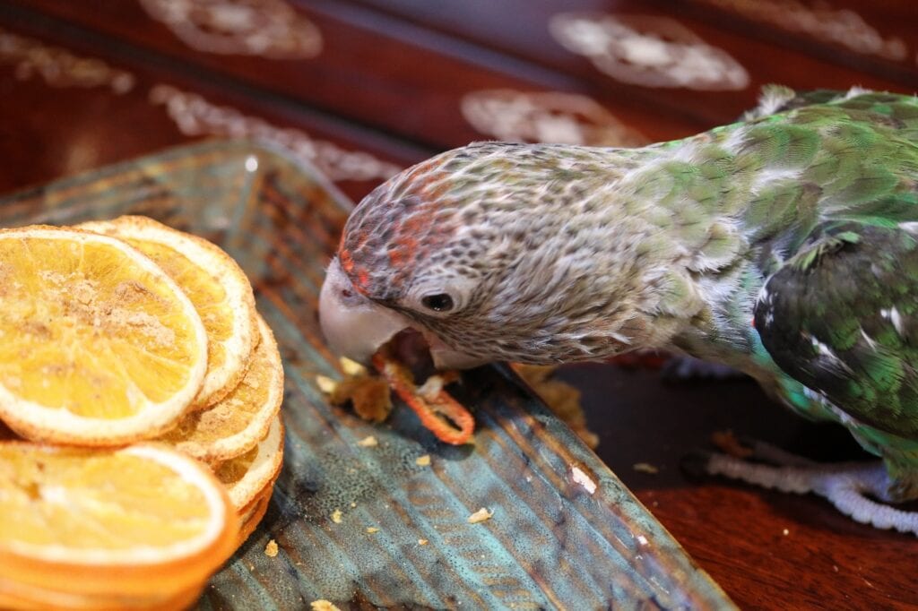 Bird eating orange cinnamon ginger crisp