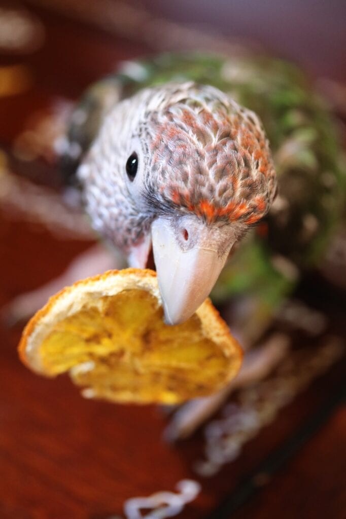 Bird eating orange cinnamon ginger crisp 2