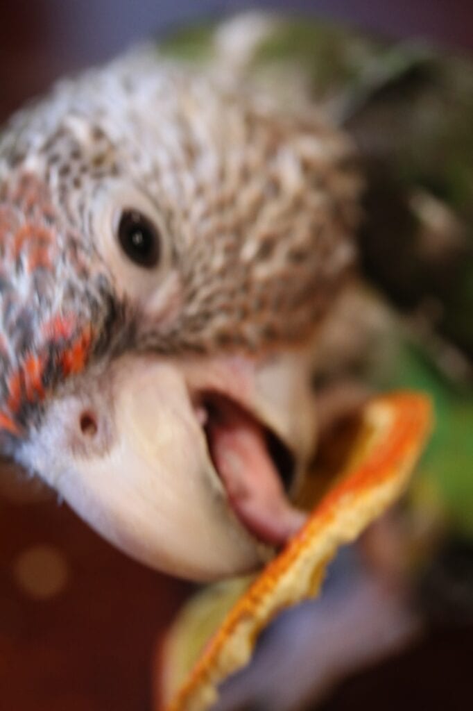 Bird eating orange cinnamon ginger crisp 6