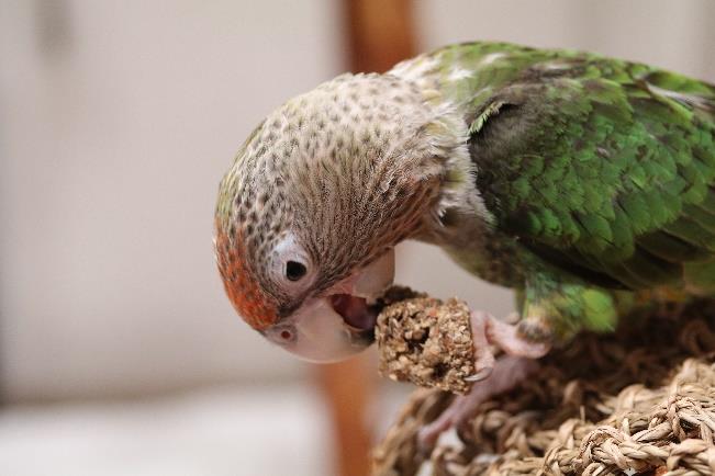 Enjoying a bite of the Anise Wonderland