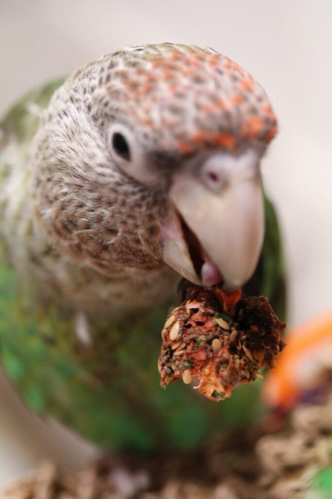 Bird enjoying a bite of the Anise Wonderland