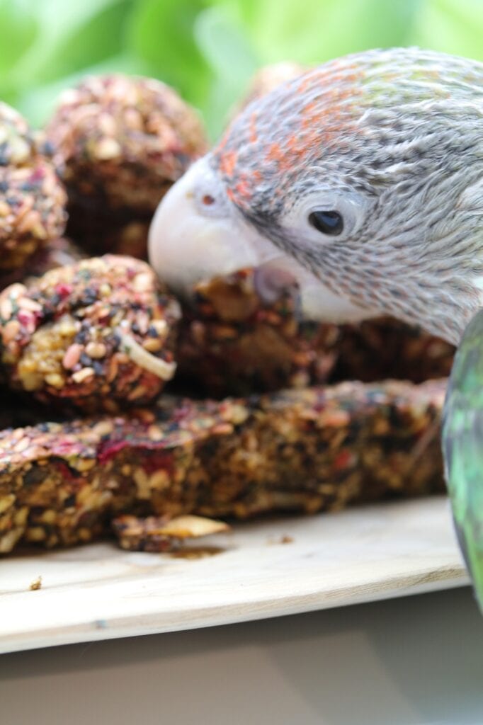 A parrot digs into a plate of Anise Wonderland