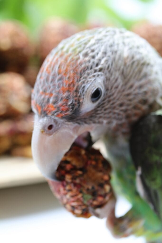 The Parrot is delighted with a bite of Anise Wonderland