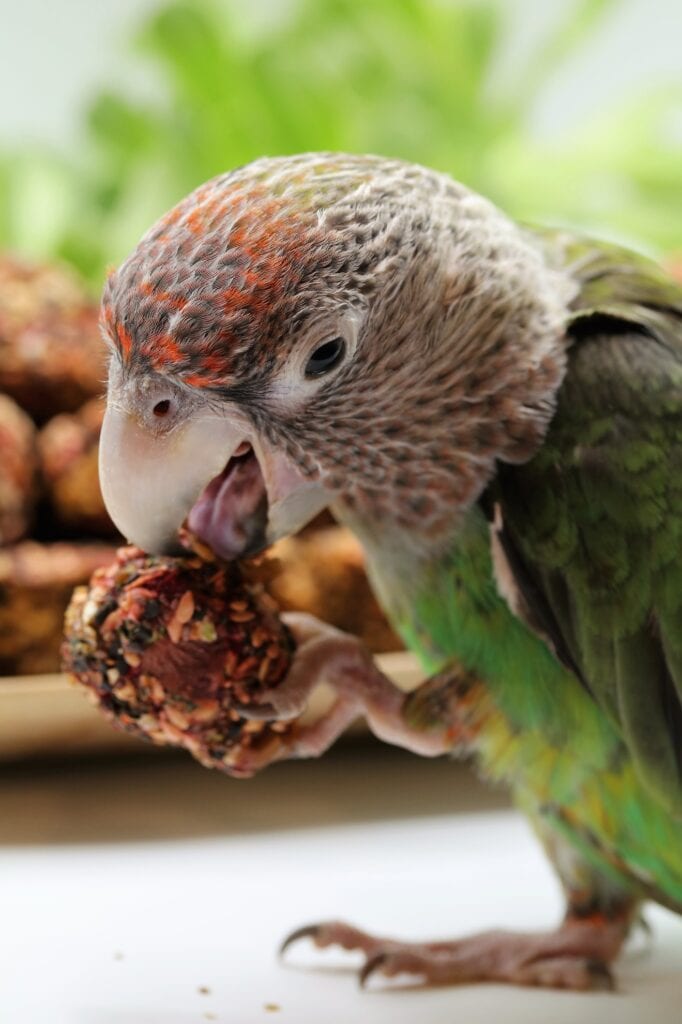 A parrot enjoys a bite of the Anise Wonderland