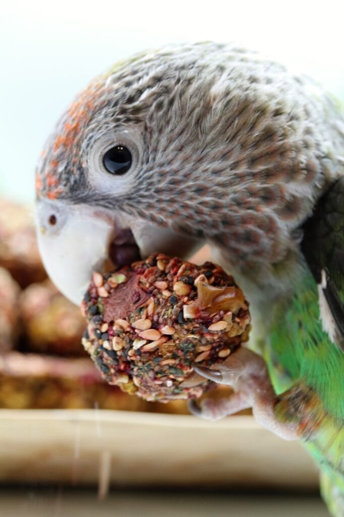 Bird enjoying a bite of the Anise Wonderland