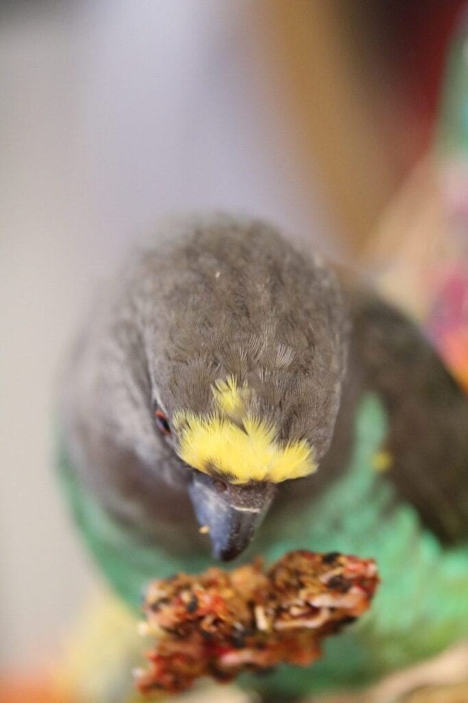 A parrot enjoys a bite of the Anise Wonderland