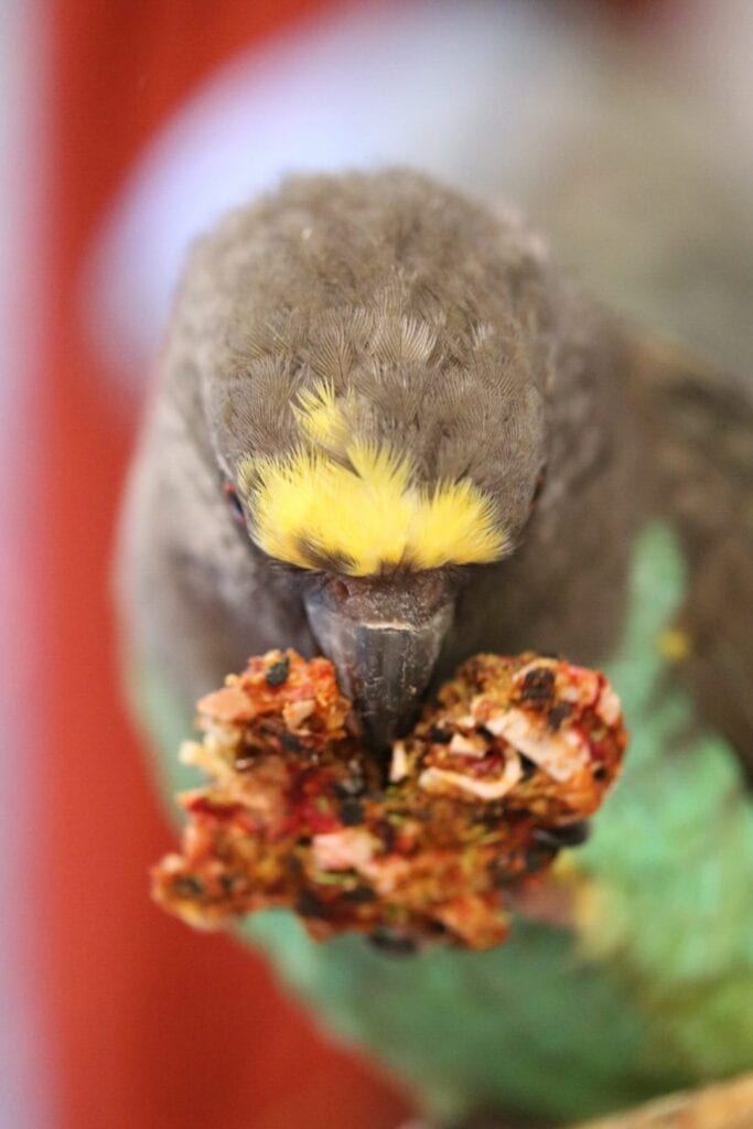 It is Anise Wonderland meal time for the parrot