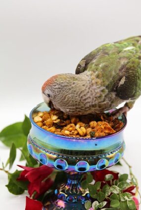 A bird enjoying the Red Pepper Chickpea Crunch