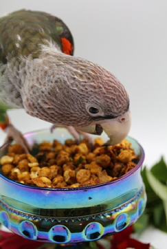 A bird enjoying the Red Pepper Chickpea Crunch