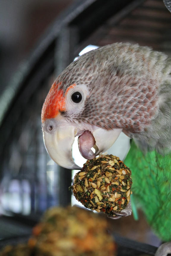 Its magical meal time for the parrot
