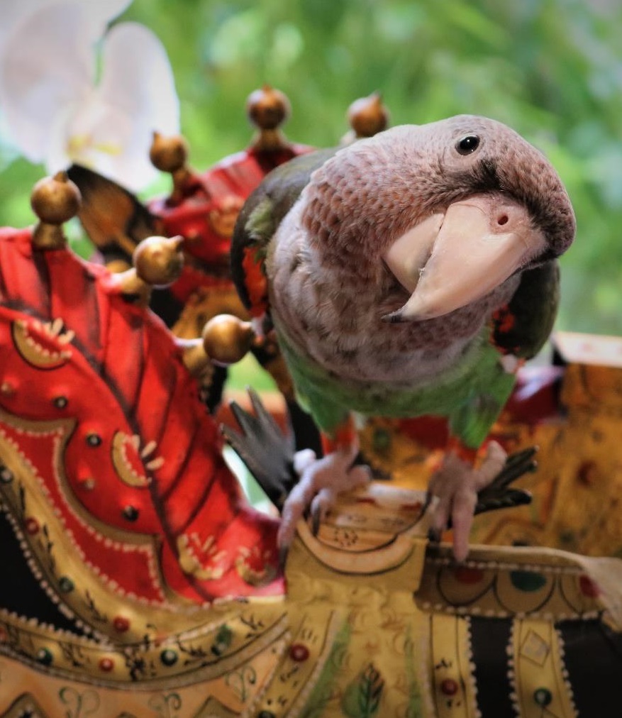a parrot tilting head